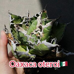 【F7911】【SS級極上血統！胴切り超希少子株！】オアハカ 産 アガベ オテロイ agave oteroi Oaxaca ( チタノタ ゴジラ 悪魔くん バケモノの画像1