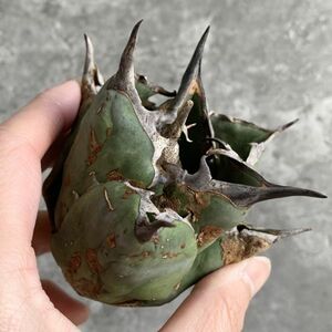 【NN964】SS級極上 大株！！【超希少 チタノタ】 アガベ チタノタ 『 阿修羅 』 Agave titanota ' ASHURA '