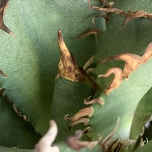 【F1230】【超希少 チタノタ】極上血統 強棘選抜！ アガベ チタノタ Fo 076 Agave titanotaの画像4