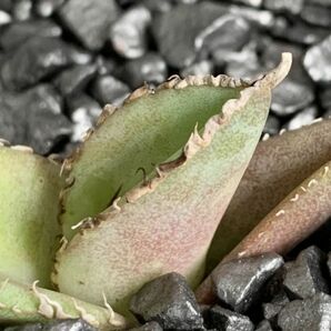 【F7750】【台湾産！超希少チタノタ】 アガベ チタノタ 巨獣 Agave titanota ' 巨獣 '（ ハデス シーザー チタノタ ）の画像4