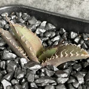 【F7807】台湾産極上！ 黒犀牛 ！！ アガベ チタノタ 『 狂戦士 』 Agave titanota ' 狂戦士 'の画像3