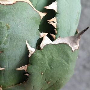 【IR2280】【SS級極上血統！イラン産！アガベ チタノタ チタノタ キョウト！】Agave titanota ' Kyoto 'の画像8