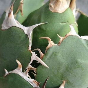 【IR2282】【SS級極上血統！イラン産！アガベ チタノタ アングリー ハート！】Agave titanota ' Angry Heart 'の画像6