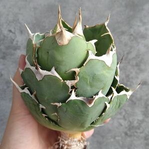 【IR2282】【SS級極上血統！イラン産！アガベ チタノタ アングリー ハート！】Agave titanota ' Angry Heart 'の画像2