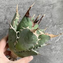 【IR2339】SS級限定株！！【極上高級株！イラン産◆アガベ チタノタ Dragon clow◆】Agave titanota 'Dragon clow'_画像4