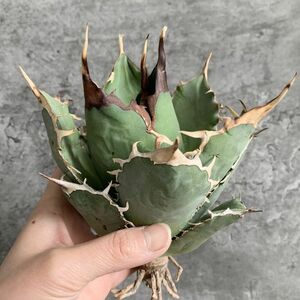 【IR2339】SS級限定株！！【極上高級株！イラン産◆アガベ チタノタ Dragon clow◆】Agave titanota 'Dragon clow'