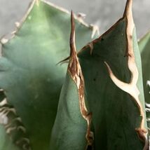 【F7850】S級極上選抜株！Agave Titanota ITALIY イタリア産極上選抜株！！ アガベ チタノタ_画像8