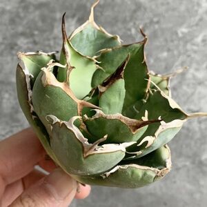 【IR2319】【極上SS級！！高級株！イラン産◆アガベ チタノタ ペルシアン ドワーフ◆】Agave titanota 'Persian Dwarf'