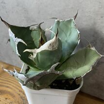 【F7907】【SS級極上！！超希少個体】オアハカ 産 アガベ オテロイ agave oteroi Oaxaca ( チタノタ ゴジラ 悪魔くん バケモノ )_画像3