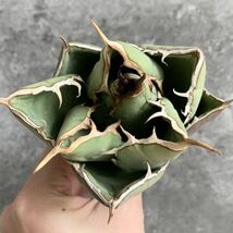 【IR2328】【極上SS級！！高級株！イラン産◆アガベ チタノタ ペルシアン ドワーフ◆】Agave titanota 'Persian Dwarf'_画像4