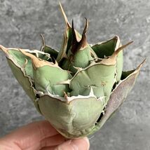 【IR2328】【極上SS級！！高級株！イラン産◆アガベ チタノタ ペルシアン ドワーフ◆】Agave titanota 'Persian Dwarf'_画像2