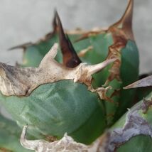 【F7828】S級極上選抜株！Agave Titanota ITALIY イタリア産極上選抜株！！ アガベ チタノタ_画像7