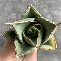 【IR2332】【極上高級株！イラン産◆アガベ チタノタ ペルシアン ドワーフ◆】Agave titanota 'Persian Dwarf'_画像4