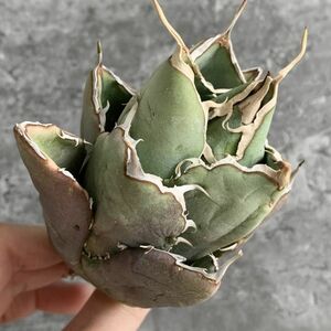 【IR2333】【極上高級株！イラン産◆アガベ チタノタ ペルシアン ドワーフ◆】Agave titanota 'Persian Dwarf'