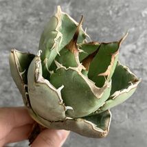 【IR2334】【SS級！！極上高級株！イラン産◆アガベ チタノタ ペルシアン ドワーフ◆】Agave titanota 'Persian Dwarf'_画像2