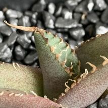 【F7758】在庫わずか！【台湾産！超希少チタノタ】 アガベ チタノタ 巨獣 Agave titanota ' 巨獣 '（ ハデス シーザー チタノタ ）_画像4