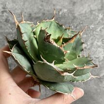 【IR2335】【極上高級株！イラン産◆アガベ チタノタ ペルシアン ドワーフ◆】Agave titanota 'Persian Dwarf'_画像1