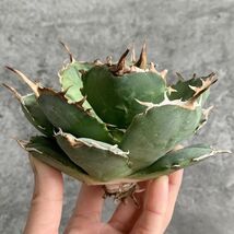 【IR2335】【極上高級株！イラン産◆アガベ チタノタ ペルシアン ドワーフ◆】Agave titanota 'Persian Dwarf'_画像2