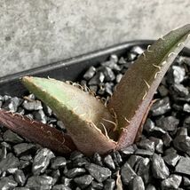 【F7759】在庫わずか！【台湾産！超希少チタノタ】 アガベ チタノタ 巨獣 Agave titanota ' 巨獣 '（ ハデス シーザー チタノタ ）_画像2