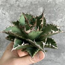 【D1208】S級極上！！ 【超希少品種！】アガベ チタノタ バラクーダ Agave titanota”barracuda”_画像4