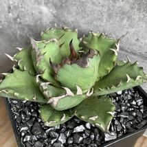 【NN986】【SS級！！希少品種！】アガベ チタノタ キョウト Agave titanota”Kyoto”_画像2