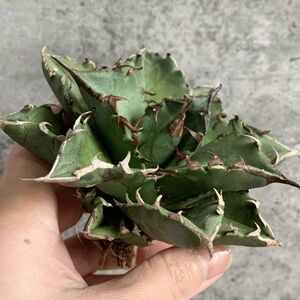 【NN1021】S級極上！！ 【超希少品種！】アガベ チタノタ バラクーダ Agave titanota”barracuda”