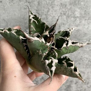 【NN1022】S級極上！！ 【超希少品種！】アガベ チタノタ バラクーダ Agave titanota”barracuda”