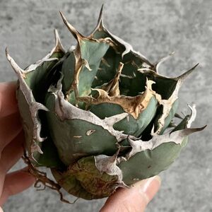 【NN1010】SS級極上ボールタイプ！！【極上ノンネーム チタノタ！強棘 ボール株！！】agave titanota アガベ チタノタ