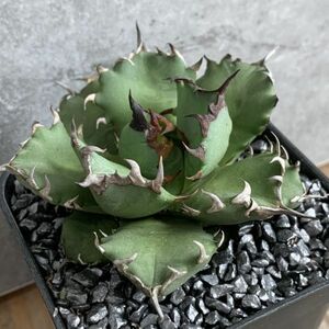 【NN991】【SS級！！希少品種！】アガベ チタノタ キョウト Agave titanota”Kyoto”