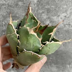 【IR2389】SS級ボール株！！【極上高級株！イラン産◆アガベ チタノタ ペルシアン ドワーフ◆】Agave titanota 'Persian Dwarf'の画像1