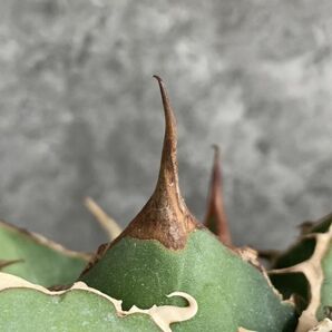 【IR2389】SS級ボール株！！【極上高級株！イラン産◆アガベ チタノタ ペルシアン ドワーフ◆】Agave titanota 'Persian Dwarf'の画像6