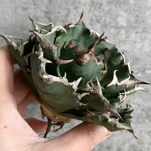 【NN1024】S級極上！！ 【超希少品種！】アガベ チタノタ バラクーダ Agave titanota”barracuda”