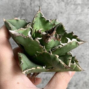 【NN1025】S級極上！！ 【超希少品種！】アガベ チタノタ バラクーダ Agave titanota”barracuda”