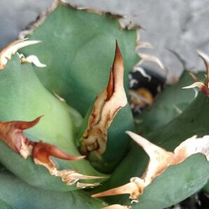 【F7920】【極上SS級！台湾産！超希少チタノタ】 アガベ チタノタ 烈焔 Agave titanotaの画像4