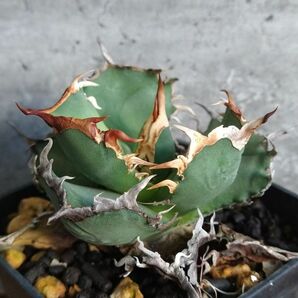 【F7920】【極上SS級！台湾産！超希少チタノタ】 アガベ チタノタ 烈焔 Agave titanotaの画像2