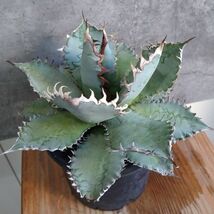 【F7932】現品！SS級極上株！！【極上US産！！】特選！アガベ チタノタ ライオンズメーン Agave titanota_画像1