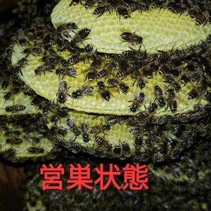 ■日本ミツバチ分蜂始まる３月10日～■日本ミツバチ分蜂誘引液■誘引液1本ミツロウ25g■当方の捕獲抜群の捕獲奥義書同封します(例年50数群)の画像6