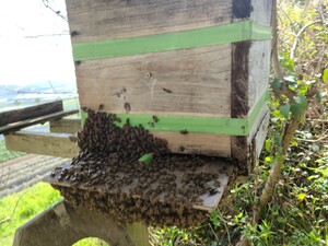 日本ミツバチの分蜂群「5日間配送可」底板(夏用)と継ぎ箱１個付け無料配送令和５年は東北地方まで20数群出荷実績あり(飼育説明書付き)