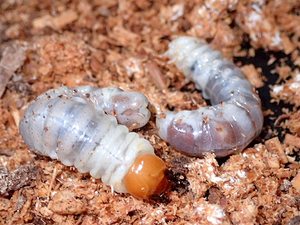 *WD! south . Ooshima production ko stag beetle |3. larva pair *