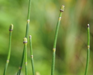 トクサ　ポリポット植え　２鉢