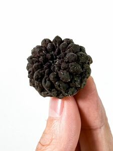 1 Eriosyce occulta 雷頭玉 エリオシケ オクルタ ( コピアポアと同じ自生地 チリ原産の黒紫肌の美種 サボテン 塊根植物