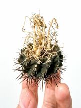 14 Eriosyce eriocephala エリオシケ taltalensis floccosa ( コピアポアと同じ自生地 チリ原産 塊根植物 多肉植物_画像5