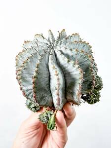 2 極上株 特白ホリダ ゲンコツタイプ Euphorbia horrida 白衣 スーパーホワイト ( サボテン 多肉植物 塊根植物 パキポディウム アガベ