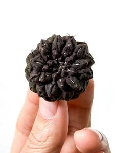 1 Eriosyce occulta 雷頭玉 エリオシケ オクルタ ( コピアポアと同じ自生地 チリ原産の黒紫肌の美種 サボテン 塊根植物