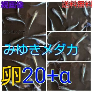 20〒レターパック★幹之メダカ【癒しのメダカ】めだか卵◇青白みゆきめだか【タマゴ20個+α】強光◇ビオトープ◇睡蓮鉢にも★安心速い