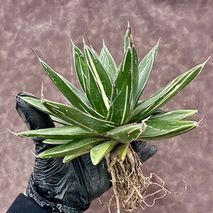 【Lj_plants】W391 多肉植物 アガベ 笹の雪 変異錦 縞斑 極上美株