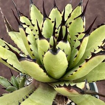 【Lj_plants】520 多肉植物 アガベ　マクロアカンサ　Agave macroacantha 極上子株1株_画像1