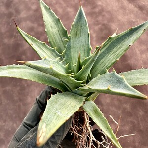 【Lj_plants】W533 アガベ スノ-デビル 極上斑です Agave deserti v. simplex variegata Snow Devil 極上美株