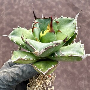 【Lj_plants】W575アガベ チタノタ オテロイ agave titanota oteroi 梟 owl オウル 猫耳鷹/海豹 極上美株