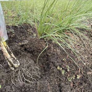 無農薬完全有機栽培の島らっきょう(白) 約1kg ／大きさ不ぞろい／採れたて発送の画像1